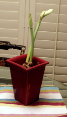 Amaryllis5