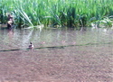 Ducklings1