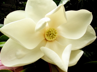 Magnolia