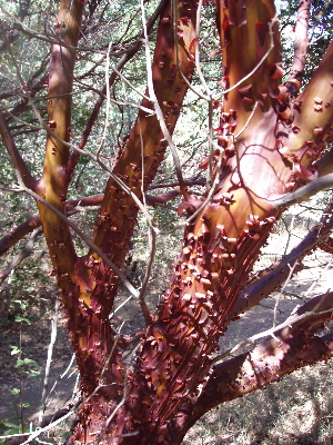 Manzanita2