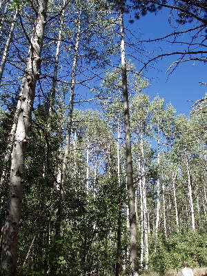 Moreaspens