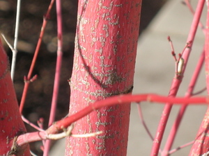 Redmaplecloseup