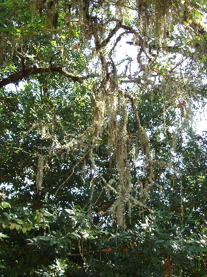 Spanishmoss