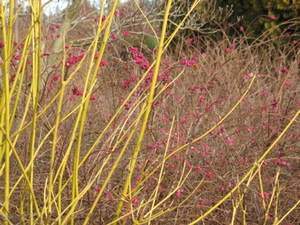 Yellowtwigcloseup