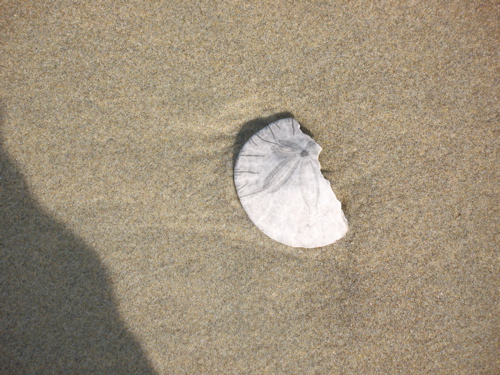 sanddollar.jpg