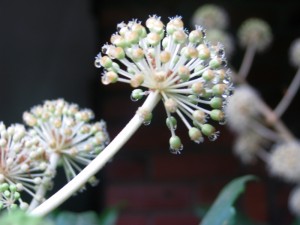 flowerdrips