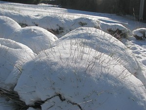 snowcritters