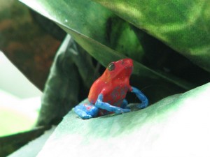 acofscbromeliadfrog3