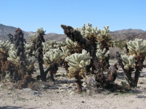 cholla3