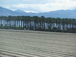 datepalms