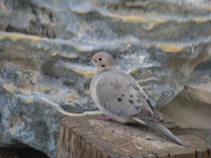 dove1