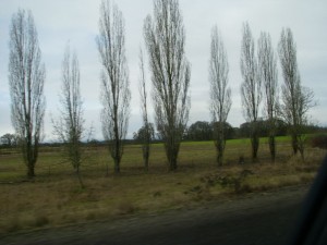 i5trees