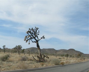 jtnpanotherburnedjoshuatree