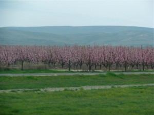 orchardblossoms