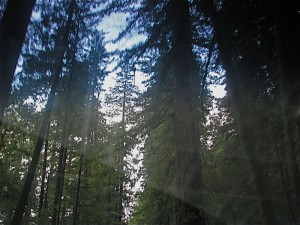 redwoodsthruwindshield