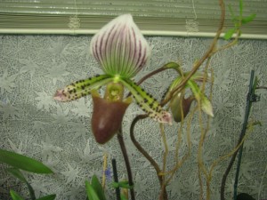 karenorchid