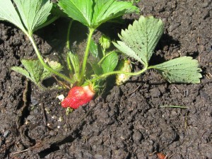 firststrawberry