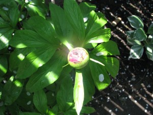 peonybud