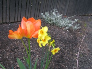 tulipsdaffoodils