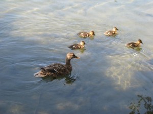 babyducks