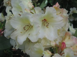 creamrhodies