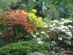 rhodies1