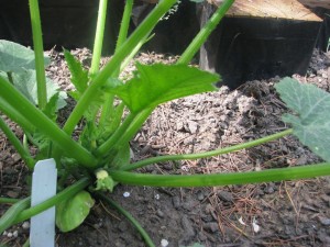 babysquash