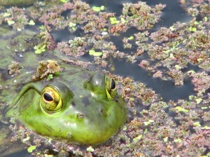 bullfrogeyes