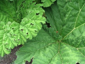 giganticleaves2