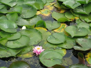 lilypads lilypads
