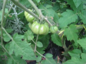 heirloomtomatoes