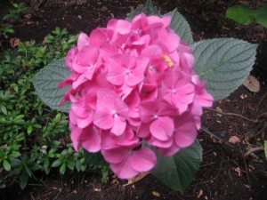 hotpinkhydrangea