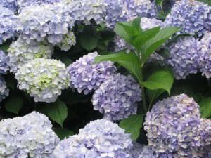 lavendarhydrangeas