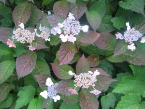 readleafhydrangea