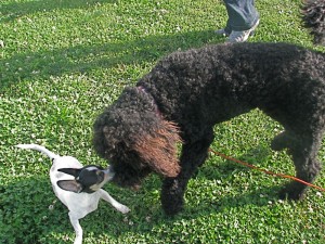 saturdayscooterandlittledog