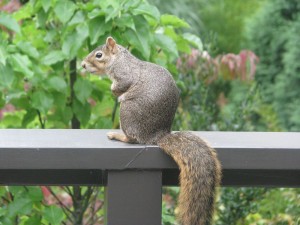 deckvisitor