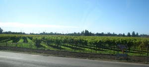 drivebyvineyard