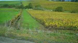 yellowvineyard