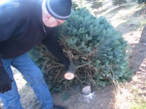 treedown