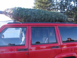 treeoncar