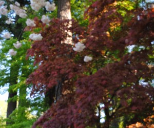 redmaple