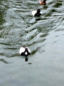 buffleheads