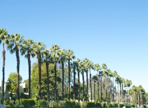 palmdesertpalms