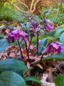 purplehellebores