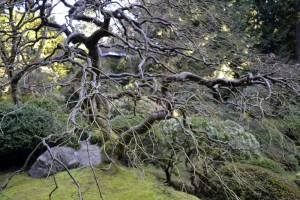 barejapanesemaple