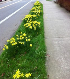 parkingstripdaffodils