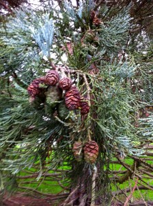 pinecones