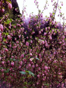 pinkseasontree