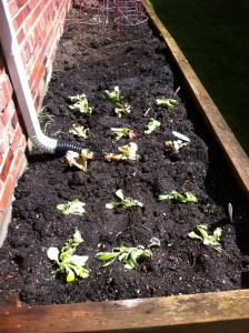 lettuceplants