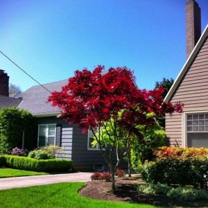 redjapanesemaple